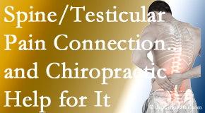 Hollstrom & Associates Inc shares recent research on the connection of testicular pain to the spine and how chiropractic care helps its relief.