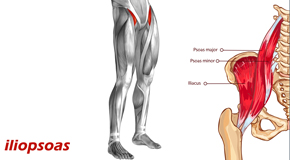 Largo Back Pain and Iliopsoas Muscle Link