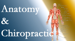 Hollstrom & Associates Inc proudly delivers chiropractic care based on knowledge of anatomy to diagnose and treat spine related pain.