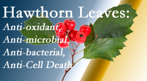 Hollstrom & Associates Inc presents new research regarding the flavonoids of the hawthorn tree leaves’ extract that are antioxidant, antibacterial, antimicrobial and anti-cell death. 