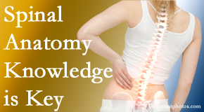 Hollstrom & Associates Inc understands spinal anatomy well – a benefit to everyday chiropractic practice!