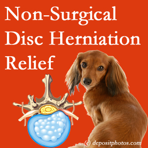 Often, the Largo disc herniation treatment at Hollstrom & Associates Inc effectively reduces back pain for those with disc herniation. (Veterinarians treat dachshunds’ discs conservatively, too!) 