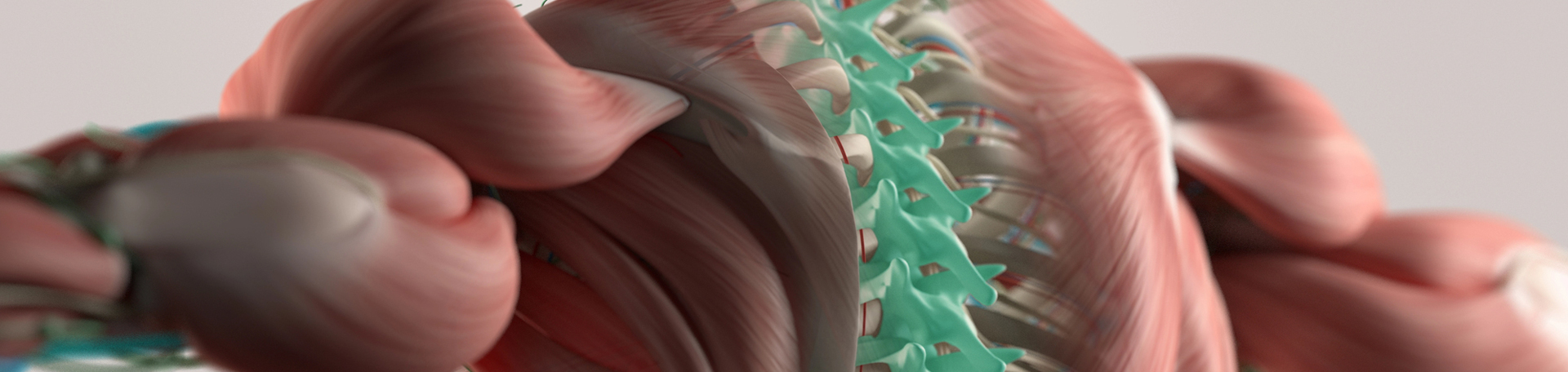 Largo thoracic spine