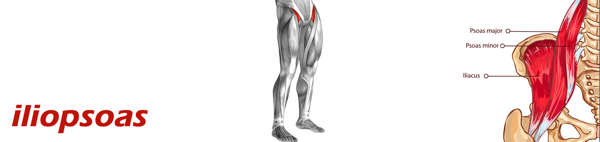 Largo Back Pain and Iliopsoas Muscle Link