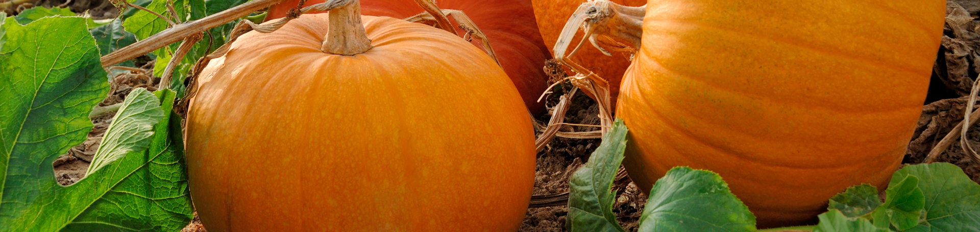 Largo Pumpkin Leaves’ help for disc degeneration